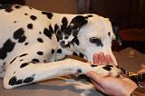 GRIFFES - DALMATIEN 034